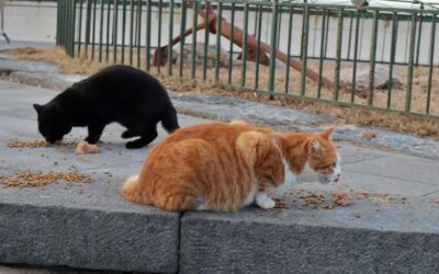 Alimenti per gatti