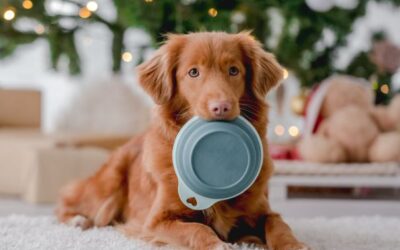 Cibi per cani